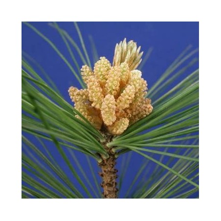 Schwabe Pharma Italia Pine Bach Orig 20 Ml