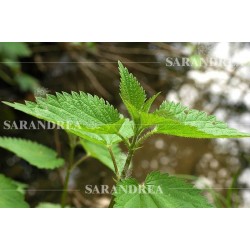 Sarandrea Marco &c. Ortica...