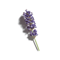 Caudalie Vinopure Gel Detergente 150 Ml