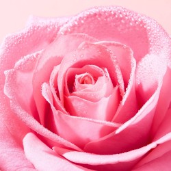Nuxe Very Rose Tonico Spray Fresco 200 Ml