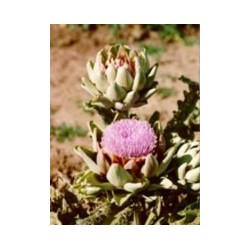 Herboplanet Tsa Cynara...