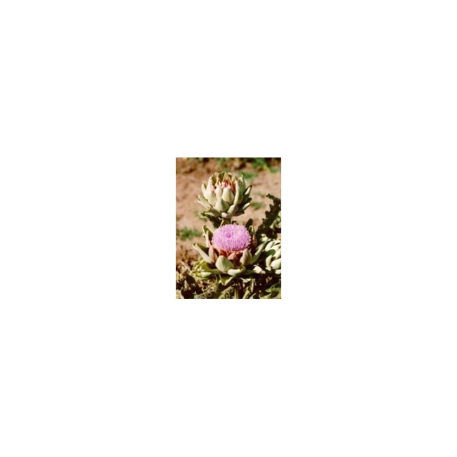 Herboplanet Tsa Cynara Scolymus 50 Ml