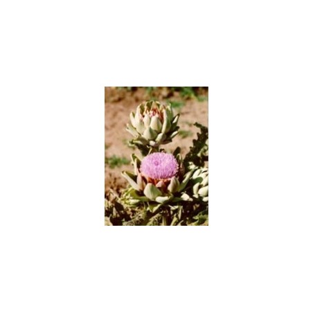 Herboplanet Tsa Cynara Scolymus 50 Ml