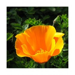 Adamah Eie Escoltzia Gocce...