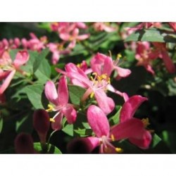 Schwabe Pharma Italia Honeysuckle Bach Orig 20 Ml