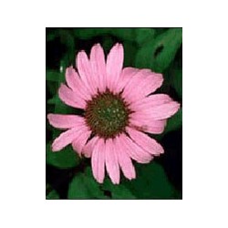 Herboplanet Tsa Echinacea...