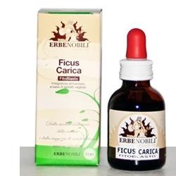 Erbenobili Fitoblasto Ficus...